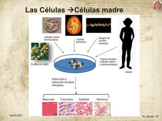 Las Células Células madre
N. Jouve - 3704/03/2017
 