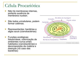 Célula Procariótica Não há membranas internas, portanto ausência de membrana nuclear; São todos unicelulares, podem formar colônias. Representantes: bactérias e algas azuis (cianobactérias) Funções ecológicas: fotossíntese, colonização de ambientes nunca antes habitados (cianobactérias) e decomposição da matéria e doenças (no caso das bactérias) 