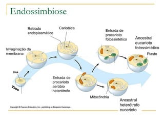 Endossimbiose Invaginação da membrana Retículo endoplasmático Carioteca Entrada de procarioto aeróbio heterótrofo Mitocôndria Ancestral heterótrofo eucarioto Entrada de procarioto fotossintético Ancestral eucarioto fotossintético Plasto 