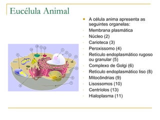 Eucélula Animal A célula anima apresenta as seguintes organelas: Membrana plasmática Núcleo (2) Carioteca (3) Peroxissomo (4) Retículo endoplasmático rugoso ou granular (5) Complexo de Golgi (6) Retículo endoplasmático liso (8) Mitocôndrias (9) Lisossomos (10) Centríolos (13) Hialoplasma (11) 