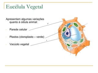 Eucélula Vegetal Apresentam algumas variações quanto à célula animal: Parede celular Plastos (cloroplasto – verde) Vacúolo vegetal 