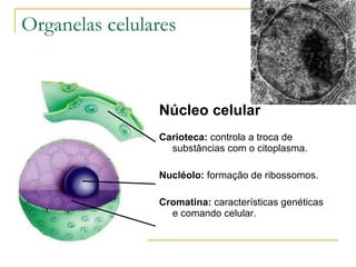 Organelas celulares Núcleo celular Carioteca:  controla a troca de substâncias com o citoplasma. Nucléolo:  formação de ribossomos. Cromatina:  características genéticas e comando celular. 