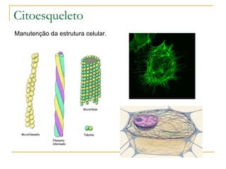 Citoesqueleto Manutenção da estrutura celular. 