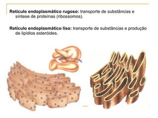 Retículo endoplasmático rugoso:  transporte de substâncias e síntese de proteínas (ribossomos).  Retículo endoplasmático liso:  transporte de substâncias e produção de lipídios esteróides.  