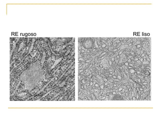 RE rugoso RE liso 