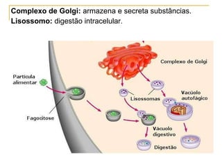 Complexo de Golgi:  armazena e secreta substâncias. Lisossomo:  digestão intracelular. 