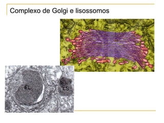 Complexo de Golgi e lisossomos 