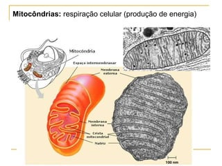 Mitocôndrias:  respiração celular (produção de energia) 