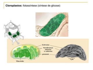 Cloroplastos:  fotossíntese (síntese de glicose) 
