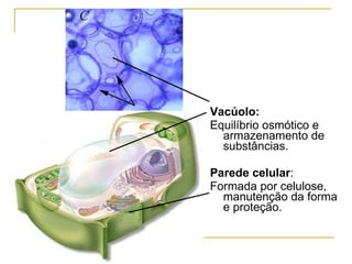Vacúolo: Equilíbrio osmótico e armazenamento de substâncias. Parede celular : Formada por celulose, manutenção da forma e proteção. 