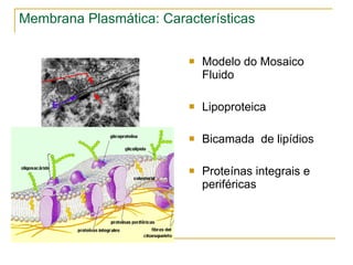 Membrana Plasmática: Características Modelo do Mosaico Fluido Lipoproteica Bicamada  de lipídios Proteínas integrais e periféricas 