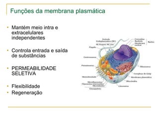 Funções da membrana plasmática Mantém meio intra e extracelulares independentes Controla entrada e saída de substâncias PERMEABILIDADE SELETIVA Flexibilidade  Regeneração 