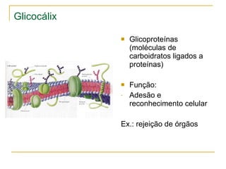 Glicocálix Glicoproteínas (moléculas de carboidratos ligados a proteínas) Função: Adesão e reconhecimento celular Ex.: rejeição de órgãos 