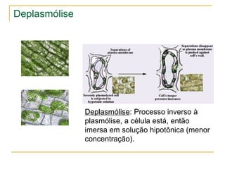 Deplasmólise Deplasmólise : Processo inverso à plasmólise, a célula está, então imersa em solução hipotônica (menor concentração). 