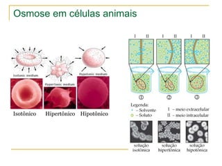 Osmose em células animais Isotônico  Hipertônico  Hipotônico 