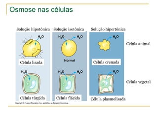 Osmose nas células Célula túrgida Célula lisada Célula flácida Célula plasmolisada Célula crenada Célula animal Célula vegetal Solução hipotônica Solução isotônica Solução hipertônica 
