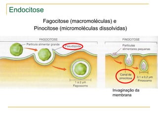 Endocitose Fagocitose (macromoléculas) e  Pinocitose (micromoléculas dissolvidas) Invaginação da membrana 