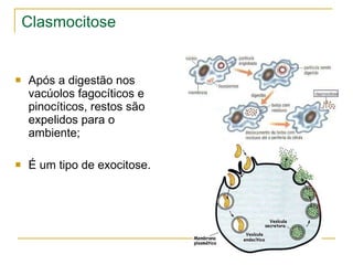 Clasmocitose Após a digestão nos vacúolos fagocíticos e pinocíticos, restos são expelidos para o ambiente; É um tipo de exocitose. 