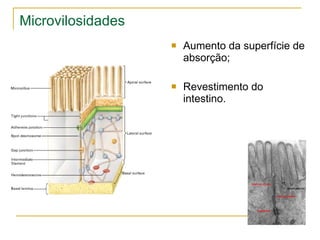 Microvilosidades Aumento da superfície de absorção; Revestimento do intestino. 