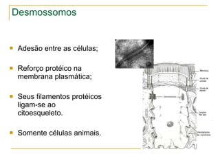 Desmossomos Adesão entre as células; Reforço protéico na membrana plasmática; Seus filamentos protéicos ligam-se ao citoesqueleto. Somente células animais. 