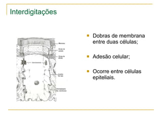 Interdigitações Dobras de membrana entre duas células; Adesão celular; Ocorre entre células epiteliais. 