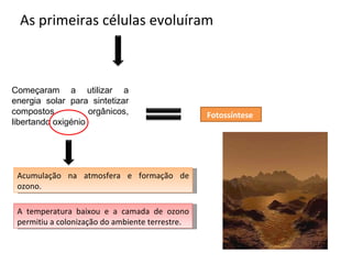 As primeiras células evoluíram  Começaram a utilizar a energia solar para sintetizar compostos orgânicos, libertando oxigénio Fotossíntese  Acumulação na atmosfera e formação de ozono. A temperatura baixou e a camada de ozono permitiu a colonização do ambiente terrestre. 