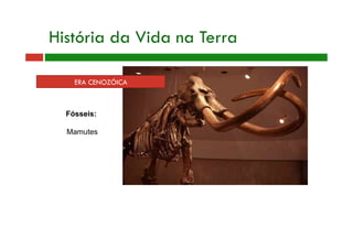 ERA CENOZÓICA
História da Vida na Terra
Fósseis:
Mamutes
 