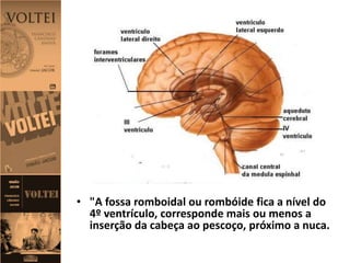• "A fossa romboidal ou rombóide fica a nível do
4º ventrículo, corresponde mais ou menos a
inserção da cabeça ao pescoço, próximo a nuca.
 