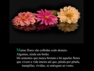 M uitas flores são colhidas cedo demais.  Algumas, ainda em botão.  Há sementes que nunca brotam e há aquelas flores que vivem a vida inteira até que, pétala por pétala, tranqüilas, vividas, se entregam ao vento.  