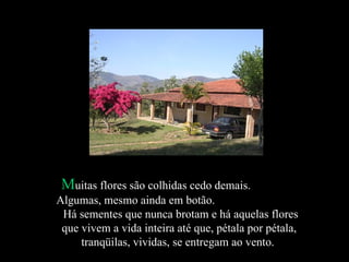 M uitas flores são colhidas cedo demais.  Algumas, mesmo ainda em botão.  Há sementes que nunca brotam e há aquelas flores que vivem a vida inteira até que, pétala por pétala, tranqüilas, vividas, se entregam ao vento.  