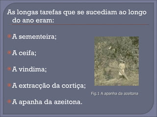 As longas tarefas que se sucediam ao longo do ano eram: A sementeira; A ceifa;  A vindima; A extracção da cortiça;  A apanha da azeitona. Fig.1 A apanha da azeitona 