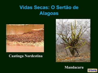Vidas Secas: O Sertão de
Alagoas
Caatinga Nordestina
Mandacaru
 