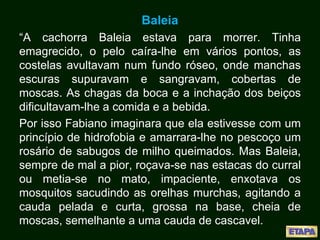 Baleia
“A cachorra Baleia estava para morrer. Tinha
emagrecido, o pelo caíra-lhe em vários pontos, as
costelas avultavam num fundo róseo, onde manchas
escuras supuravam e sangravam, cobertas de
moscas. As chagas da boca e a inchação dos beiços
dificultavam-lhe a comida e a bebida.
Por isso Fabiano imaginara que ela estivesse com um
princípio de hidrofobia e amarrara-lhe no pescoço um
rosário de sabugos de milho queimados. Mas Baleia,
sempre de mal a pior, roçava-se nas estacas do curral
ou metia-se no mato, impaciente, enxotava os
mosquitos sacudindo as orelhas murchas, agitando a
cauda pelada e curta, grossa na base, cheia de
moscas, semelhante a uma cauda de cascavel.
 