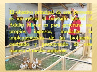 El objetivo principal de este proyecto
es incorporar al mercado laboral al
Adulto Mayor es para generarse sus
propios    ingresos,    mediante    la
implementación de un biohuerto,
cuidando y preservando de esta
manera el medio ambiente
 