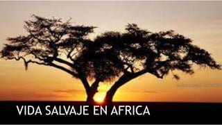 VIDA SALVAJE EN AFRICA
MARIA CAMILA ACEVEDO
 