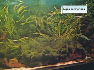 Algas submarinas 