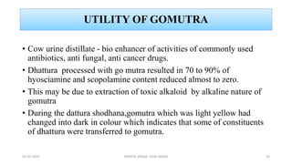 UTILITY OF GOMUTRA
• Cow urine distillate - bio enhancer of activities of commonly used
antibiotics, anti fungal, anti cancer drugs.
• Dhattura processed with go mutra resulted in 70 to 90% of
hyosciamine and scopolamine content reduced almost to zero.
• This may be due to extraction of toxic alkaloid by alkaline nature of
gomutra
• During the dattura shodhana,gomutra which was light yellow had
changed into dark in colour which indicates that some of constituents
of dhattura were transferred to gomutra.
02-02-2023 DRAVYA VARGA- VIDA VARGA 24
 