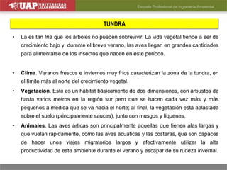 TUNDRA
• La es tan fría que los árboles no pueden sobrevivir. La vida vegetal tiende a ser de
crecimiento bajo y, durante el breve verano, las aves llegan en grandes cantidades
para alimentarse de los insectos que nacen en este período.
• Clima. Veranos frescos e inviernos muy fríos caracterizan la zona de la tundra, en
el límite más al norte del crecimiento vegetal.
• Vegetación. Este es un hábitat básicamente de dos dimensiones, con arbustos de
hasta varios metros en la región sur pero que se hacen cada vez más y más
pequeños a medida que se va hacia el norte; al final, la vegetación está aplastada
sobre el suelo (principalmente sauces), junto con musgos y líquenes.
• Animales. Las aves árticas son principalmente aquellas que tienen alas largas y
que vuelan rápidamente, como las aves acuáticas y las costeras, que son capaces
de hacer unos viajes migratorios largos y efectivamente utilizar la alta
productividad de este ambiente durante el verano y escapar de su rudeza invernal.
 