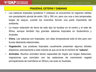 PRADERAS, ESTEPAS Y SABANAS
• Las sabanas tropicales (praderas Y estepas) se encuentran en regiones cálidas
con precipitación pluvial de entre 120 y 180 cm, pero con una o dos temporadas
largas de sequía, cuando los incendios forman una parte importante del
ambiente.
• La mayor extensión de tierra de este tipo se localiza en el centro y el este de
África, aunque también hay grandes sabanas tropicales en Sudamérica y
Australia.
• Clima. Las sabanas son tropicales, con altas temperaturas todo el año pero con
lluvias altamente estacionales.
• Vegetación. Las praderas tropicales usualmente presentan algunos árboles
dispersos; precisamente a esta mezcla es que se le da el nombre de "sabana".
• Animales. Muchos animales tienen capacidad de migrar por largas distancias,
migraciones que coinciden con las estaciones de crecimiento vegetal
principalmente de mamíferos en África y de aves en Australia.
 