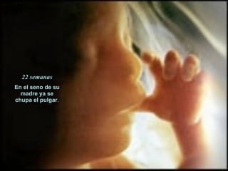 22 semanas En el seno de su madre ya se chupa el pulgar . 