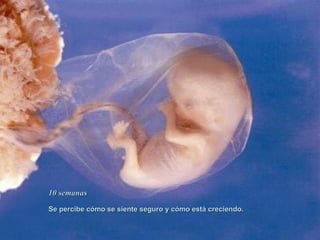 10 semanas Se percibe cómo se siente seguro y cómo está creciendo.   