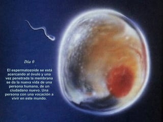 Día 0 El espermatozoide se está acercando al óvulo y una vez penetrada la membrana se da la nueva vida de una persona humana, de un ciudadano nuevo. Una persona con una vocación a vivir en este mundo. 