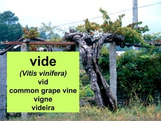 vide
(Vitis vinifera)
vid
common grape vine
vigne
videira
 