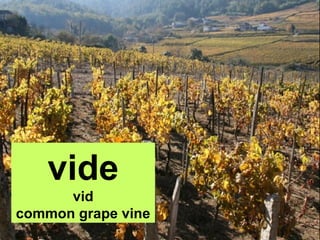 vide
vid
common grape vine
 