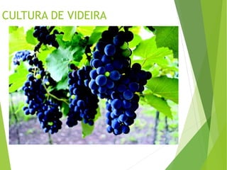 CULTURA DE VIDEIRA

 
