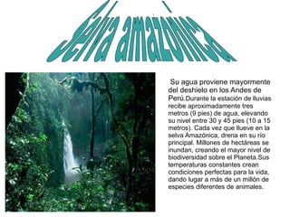 : Su agua proviene mayormente del deshielo en los Andes de Perú .Durante la estación de lluvias recibe aproximadamente tres metros (9 pies) de agua, elevando su nivel entre 30 y 45 pies (10 a 15 metros). Cada vez que llueve en la selva Amazónica, drena en su río principal. Millones de hectáreas se inundan, creando el mayor nivel de biodiversidad sobre el Planeta.Sus temperaturas constantes crean condiciones perfectas para la vida, dando lugar a más de un millón de especies diferentes de animales. Selva amazonica