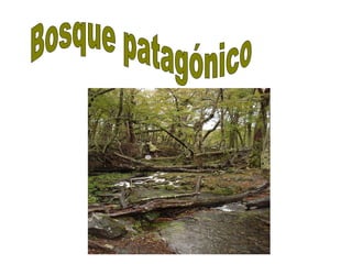 Bosque patagónico