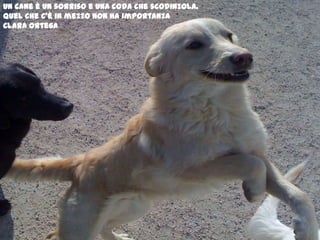 Un cane è un sorriso e una coda che scodinzola.Quel che c’è in mezzo non ha importanzaClara Ortega