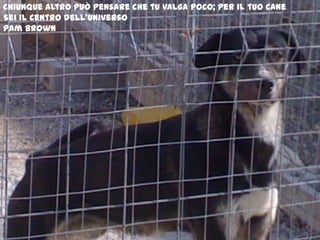 Chiunque altro può pensare che tu valga poco; per il tuo caneSei il centro dell’universoPamBrown