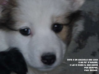 Date a un cucciolo una casae un po’ d’amore,E lui vi darà il suo cuore per sempre.PamBrown